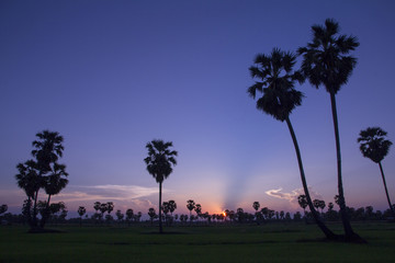 Sugar Palm Tree and greenery rice fields in the Sunset