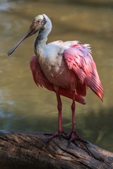 Roseate spoonbill in a zoo