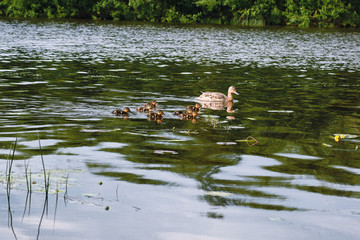 Birds on the pond. A flock of ducks and pigeons by the water. Mi