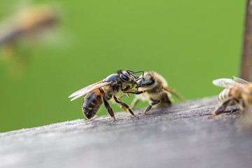 Bienenkampf