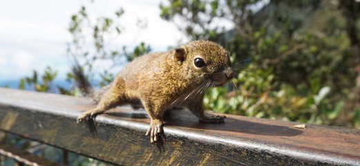 A little squirrel crawling around in a national park located in Sabah, Malaysia.