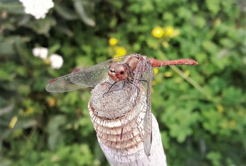wild dragonfly in the garden