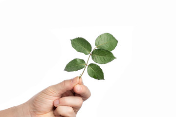 Male hand with green leaf, on white background, isolate. Close-up. Copy the stand.