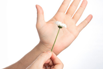 Flower in hand. Chamomile in the man's hand. Free space.