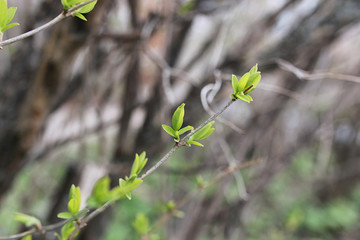 Landscape is summer. Green trees and grass in a countryside land