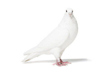 White pigeon isolated on white