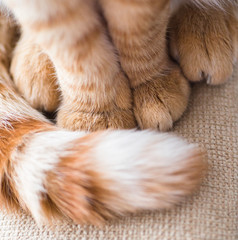 a big ginger tabby cat