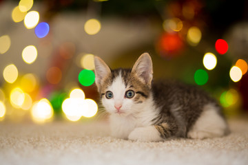 small kitten lies on a carpet near a Christmas tree with garlands