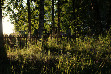 birch and grass on sunset countryside 