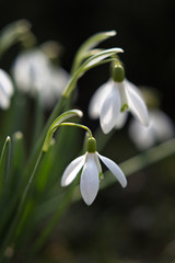 Snowdrop in the sun