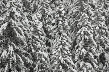 Fototapeta premium verschneiter tannenwald