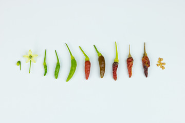 chilli evolution for education cook kitchen post harvest raw material