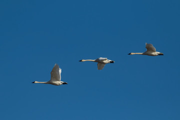 Trumpeter Swan in Floght