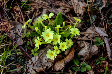 Springtime