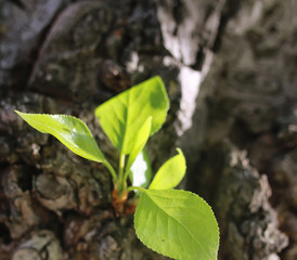 small new leaf on tree