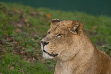 Naklejka na ściany i meble close-up photo portrait of a Barbary lioness