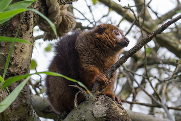 photo of a Red Bellied Lemur sitting up in a tree