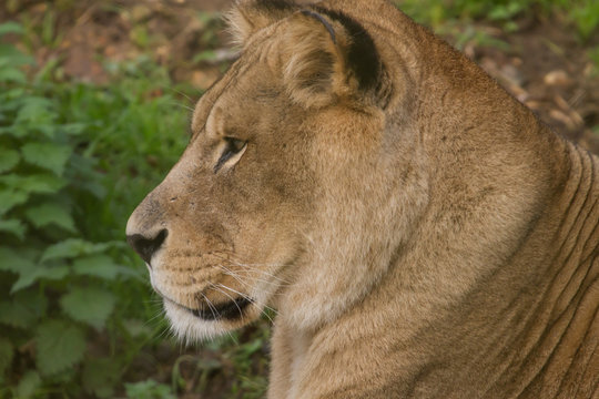 close-up photo portrait of a Barbary lioness