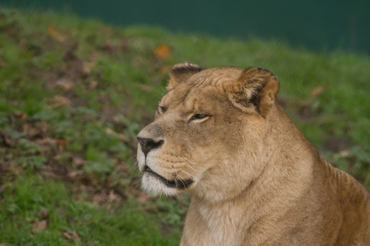 close-up photo portrait of a Barbary lioness
