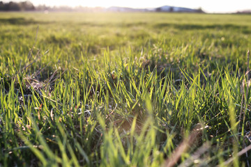 summer field wild pasture