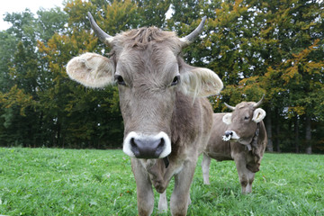 Kühe mit Hörnern auf der Weide