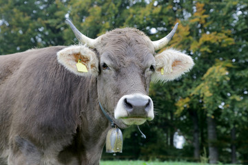 Kuh mit Hörnern