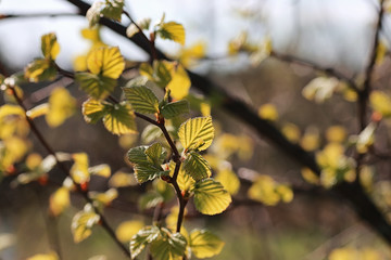 spring fresh leaves on a tree sunset