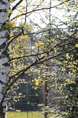 spring fresh leaves on a tree sunset