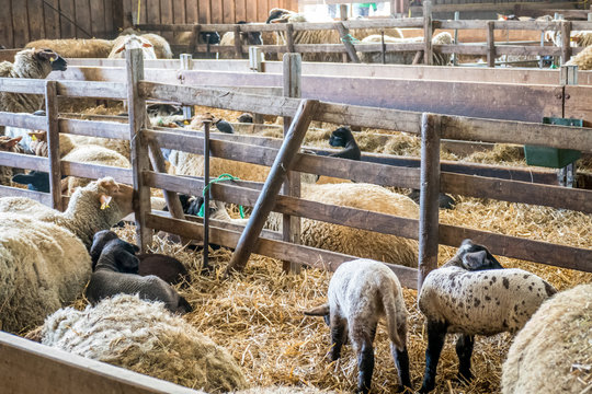 Schafe im Stall