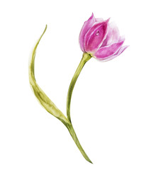 Watercolor tulips flowers. Spring or summer decoration floral botanical illustration. Watercolor isolated. Perfect for invitation, wedding or greeting cards.