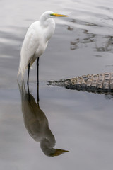Great Egret