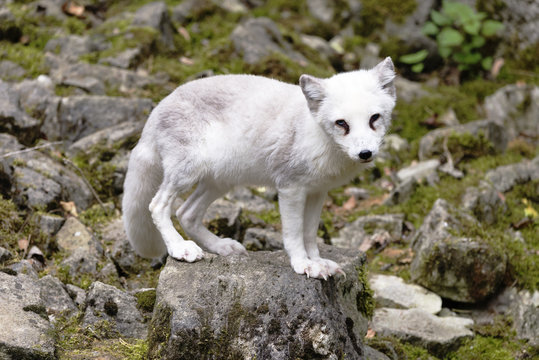 Polarfuchs