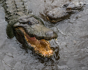 Alligator