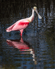 Roseate Spoonbill