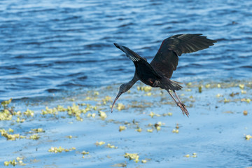 White-faced Ibis
