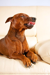 Miniature Pinscher on a leather sofa indoor