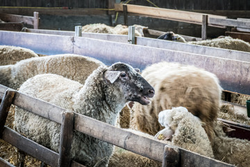 Schafe im Stall