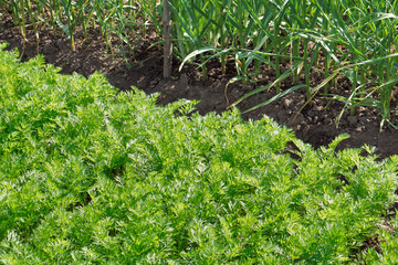 green leaves ofcarrot and garlic  on bed.
