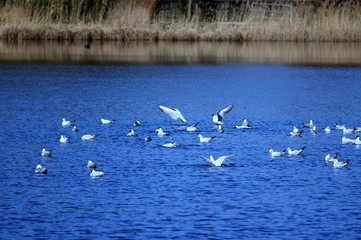 Möwen, eine Herde von Möwen auf dem See