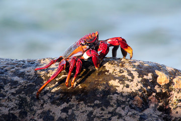 TIERE_5005_rote_Klippenkrabbe