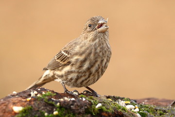 Feeding the Bird in Winter - House Finch