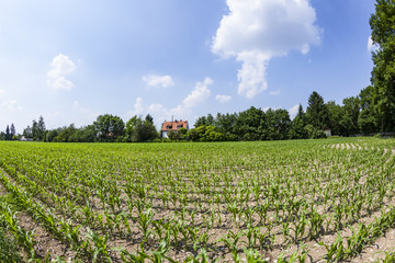 rural landscape with field and blue sky