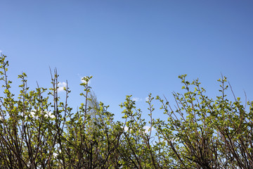 Spring nature. Leaves and bushes with the first green leaves in 