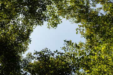 Obraz premium Top view with tree branch and blue sky