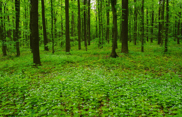Fototapeta premium green forest in spring