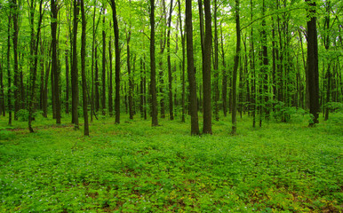 Fototapeta na wymiar Forest trees in spring