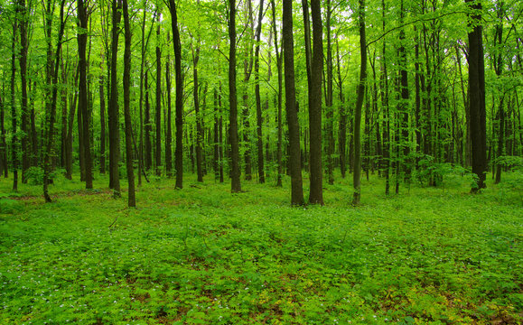 Forest trees in spring