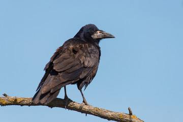 Rook (Corvus frugilegus) sits on a branch against the sky