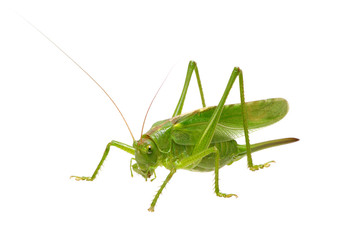 Green locust on white