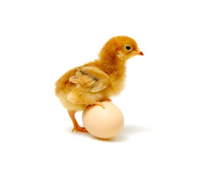Fototapeta premium chick and egg on a white
